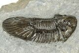 Detailed Scabriscutellum Trilobite - Morocco #359138-2
